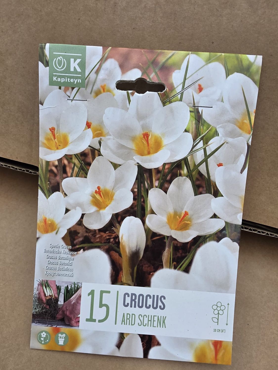 15 Crocus Ard Schenk
