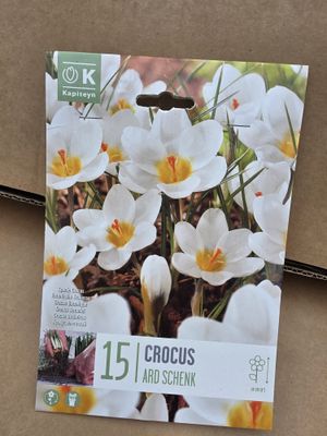 15 Crocus Ard Schenk