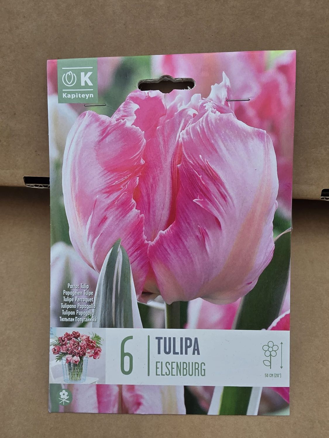 6 Tulip Parrot Elsenberg