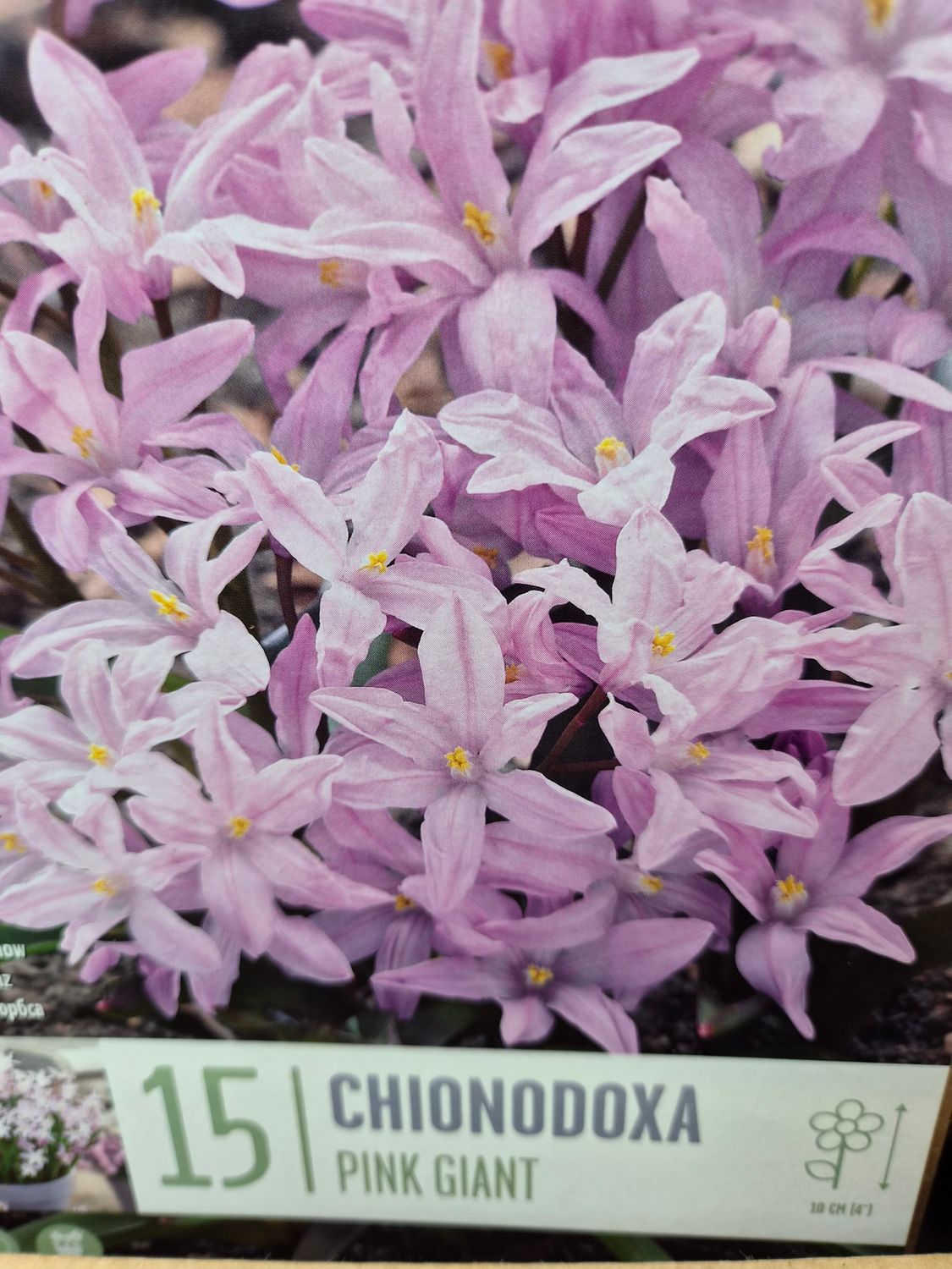 15 Chionodoxa Pink Giant
