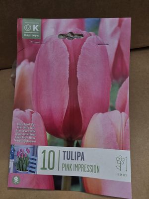 10 Tulip Pink Impression