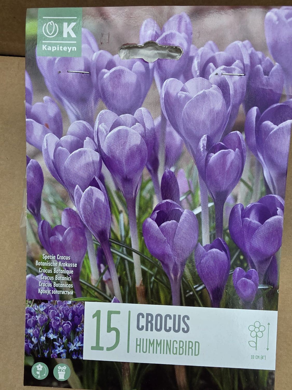 15 Crocus Hummingbird