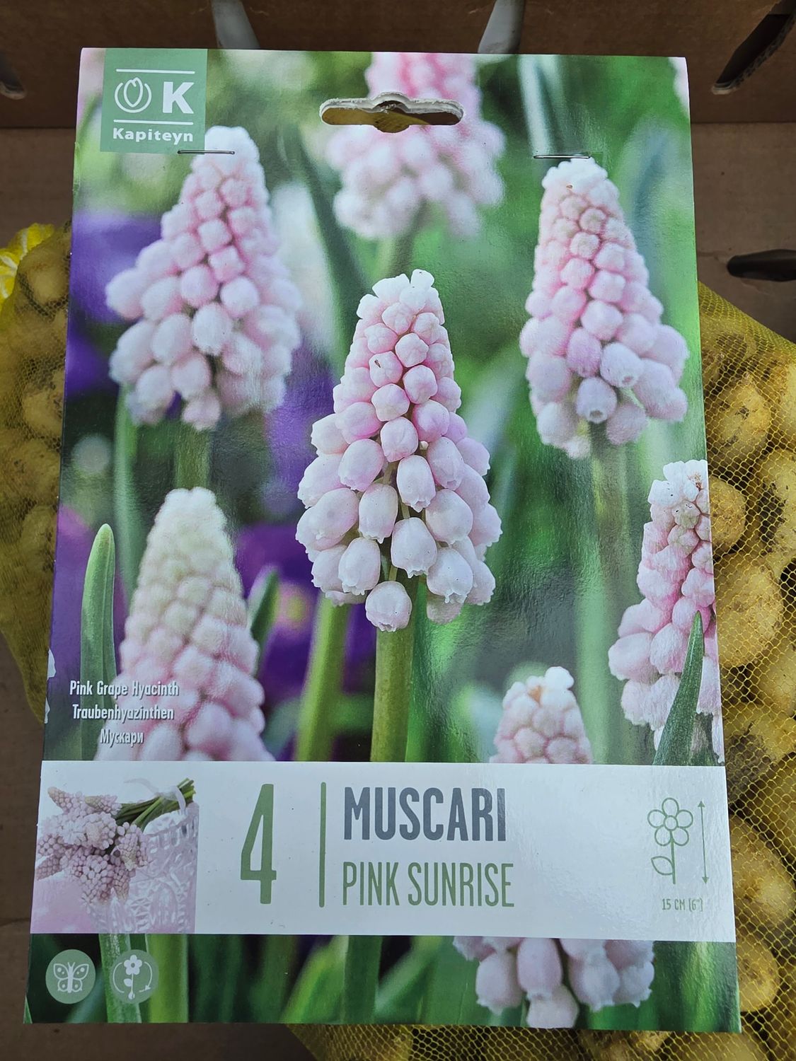 4 Muscari "Pink Sunrise"