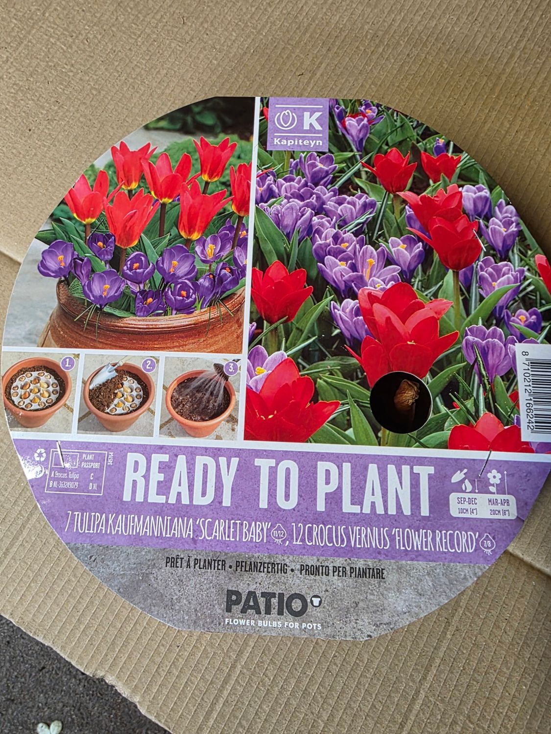Ready to Plant pot ''Crocus&amp; Tulip''