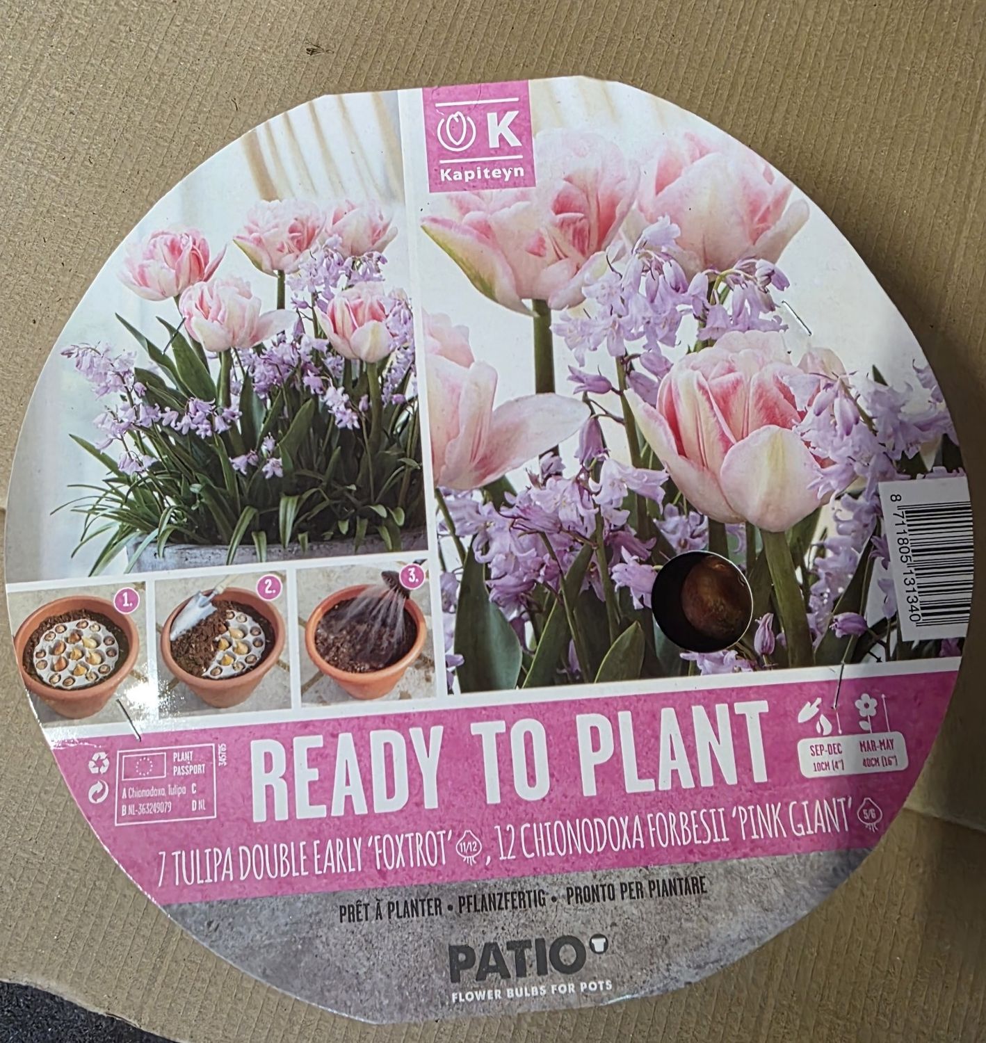 Ready to Plant pot ''Chionodoxa &amp; Tulip''