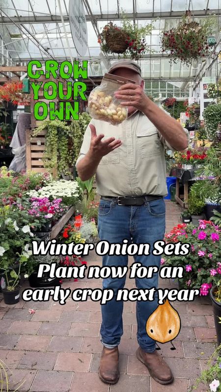 Winter Onion sets "Senshyu yellow"