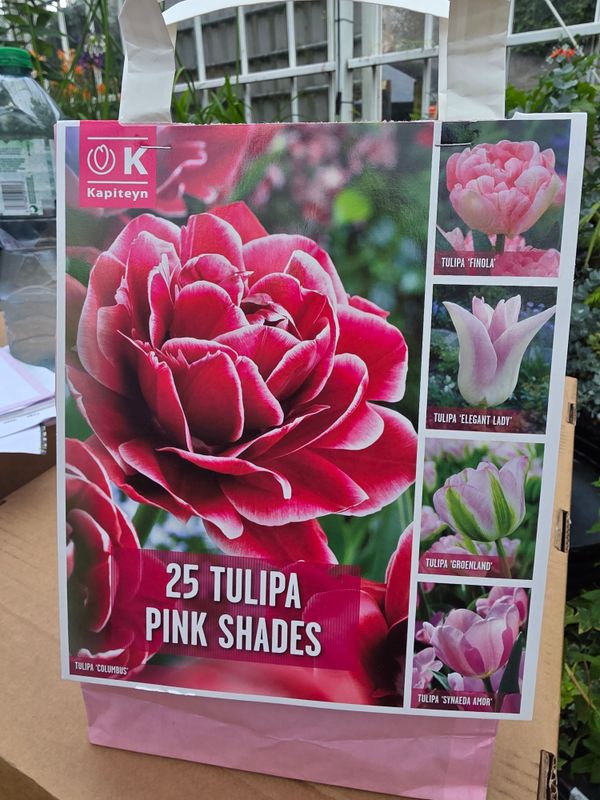 25 Tulips "PINK SHADES"