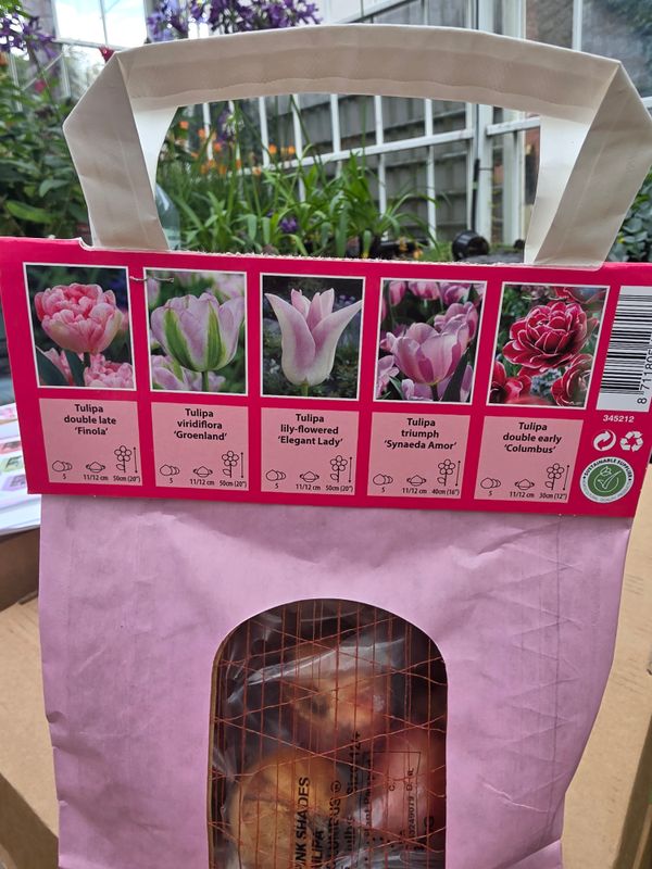 25 Tulips "PINK SHADES"