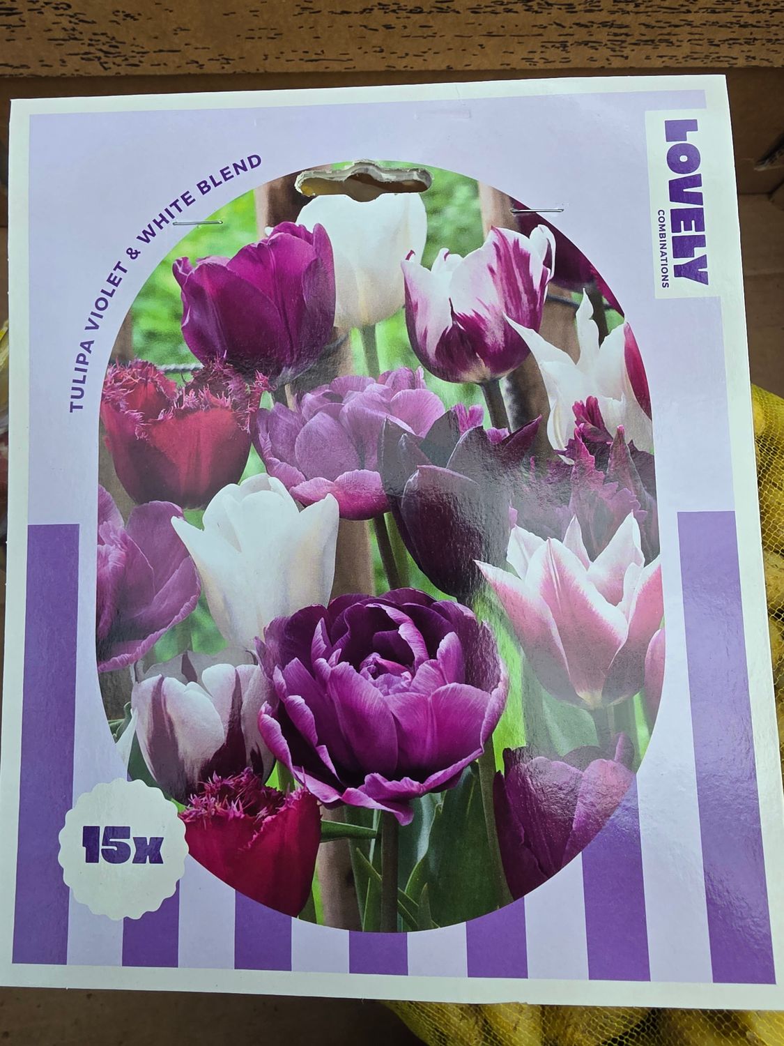 15 Tulips Violet&amp; White Blend