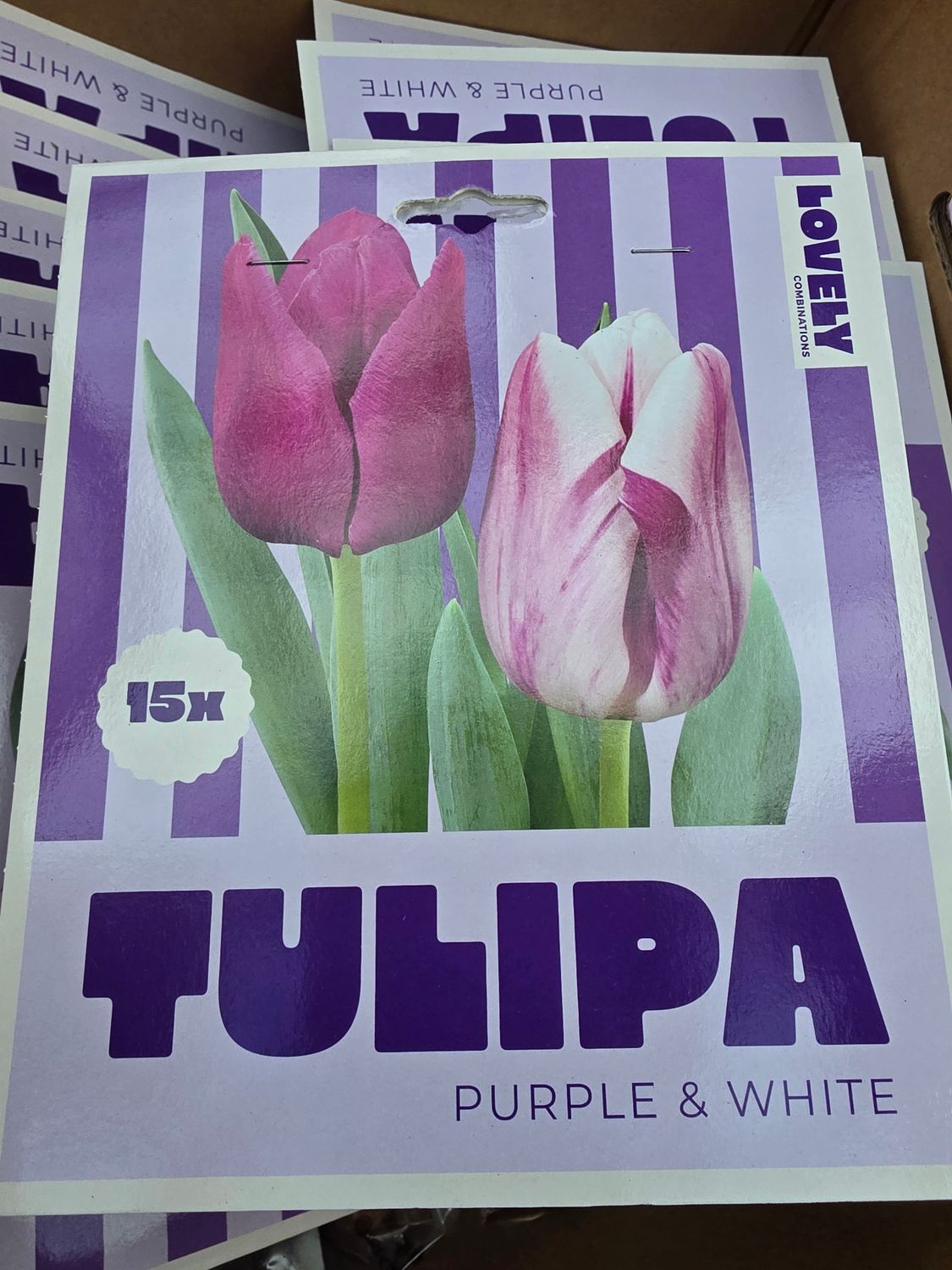 15 Tulips Purple&amp; White