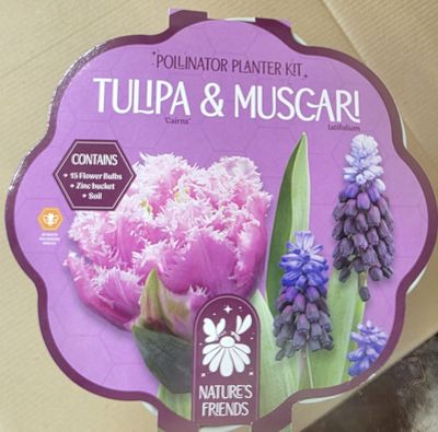 Tulip and Muscari Pollinator Planter Kit