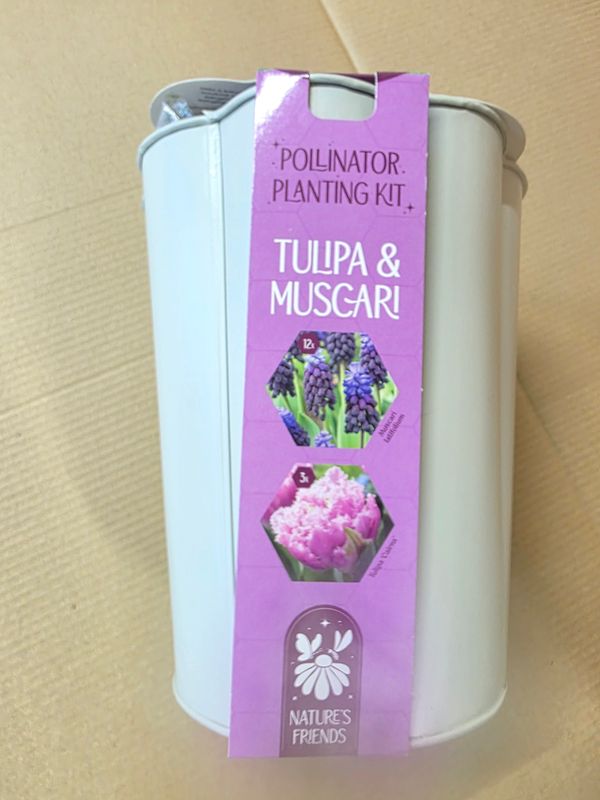 Tulip and Muscari Pollinator Planter Kit