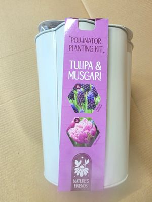 Tulip and Muscari Pollinator Planter Kit