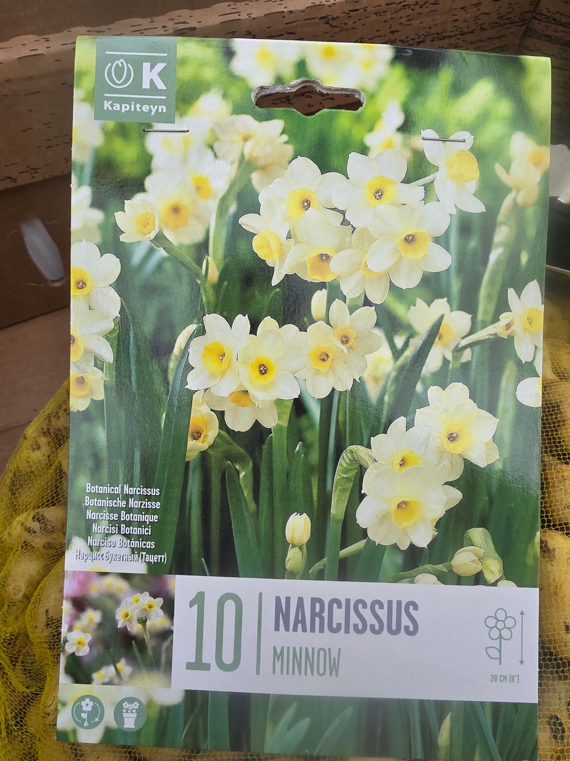 10 narcissus Minnow