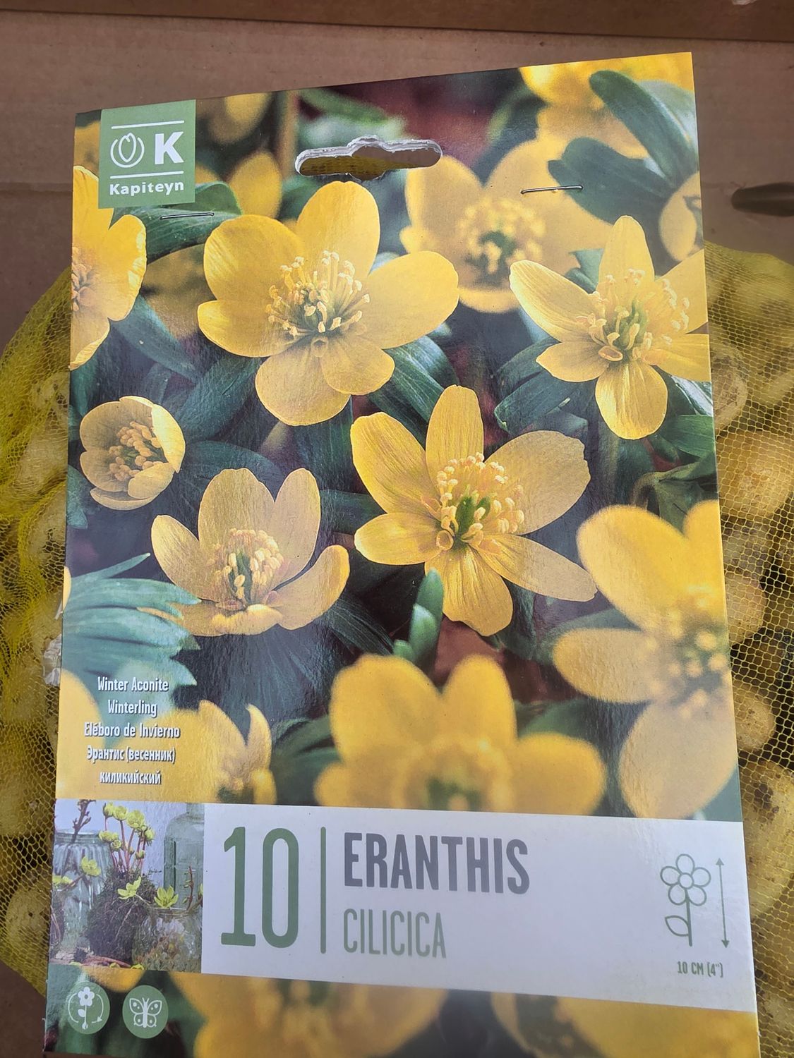 10 Eranthis Cilicia