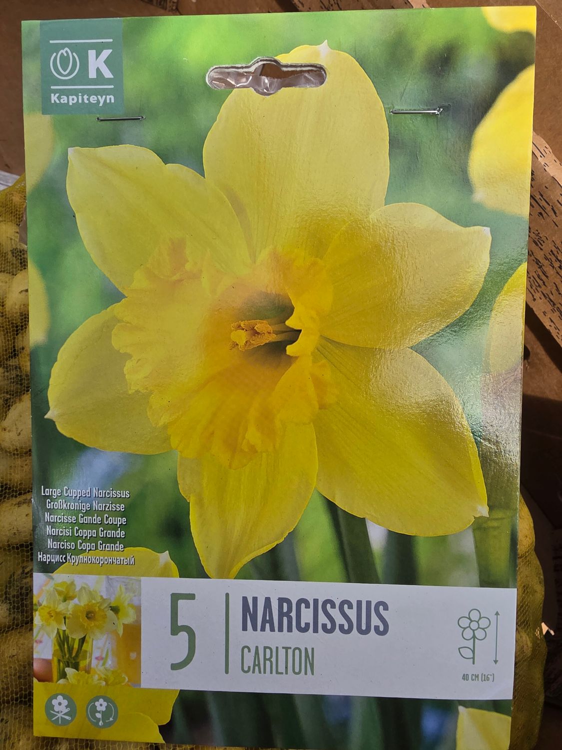 5 Narcissus "Carlton"