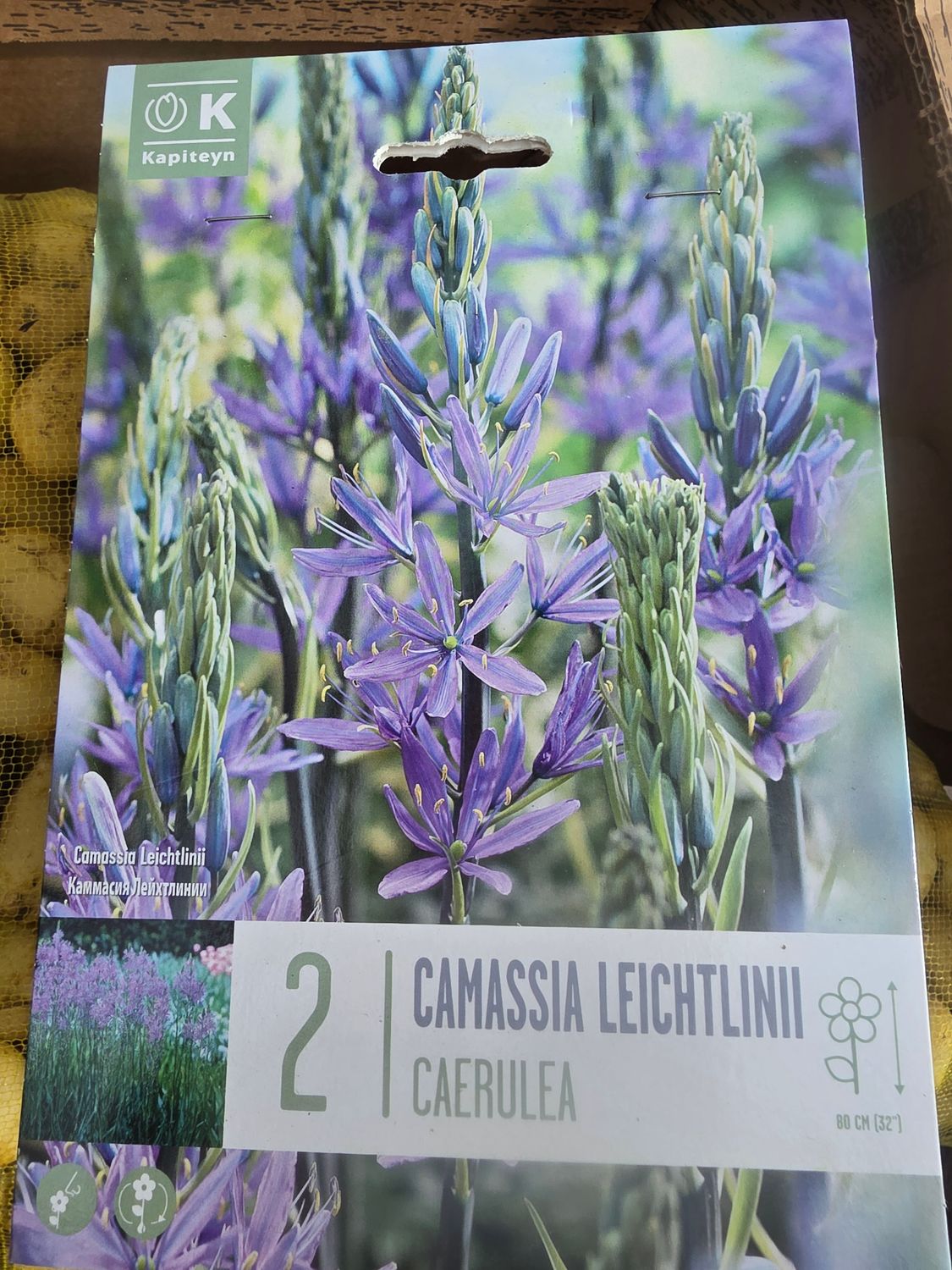 2 Camassia "Caerulea"