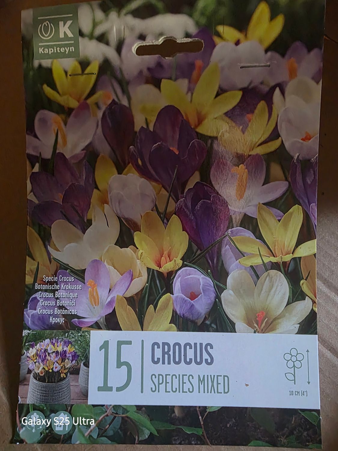 15 Crocus-Species mixed