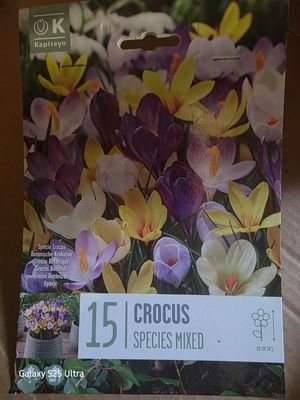15 Crocus-Species mixed