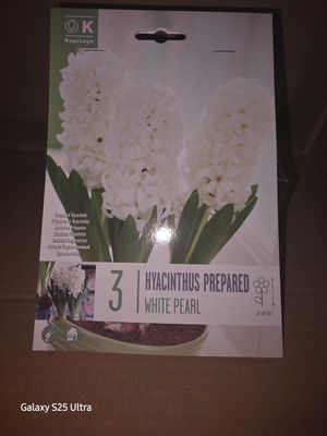 3 Hyacinthus ''White Pearl''