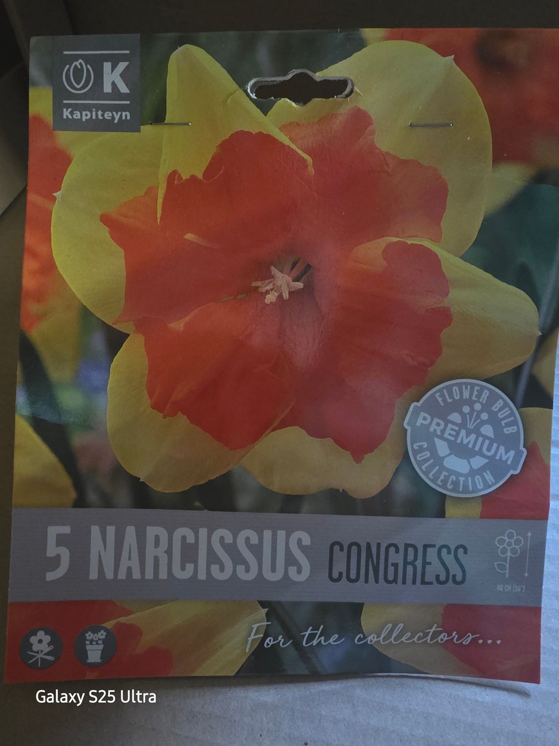 5 Narcissus ''Congress'' Butterfly Daffodil . yellow with a split orange trump delivery 🚚 WEBSHOP https://pergolanurseries.ecwid.com . Available in WEBSHOP https://per