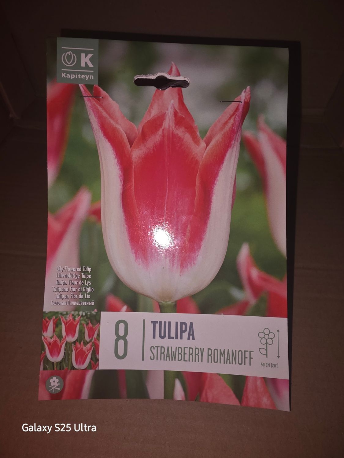 8 Tulip ''Strawberry Romanoff''