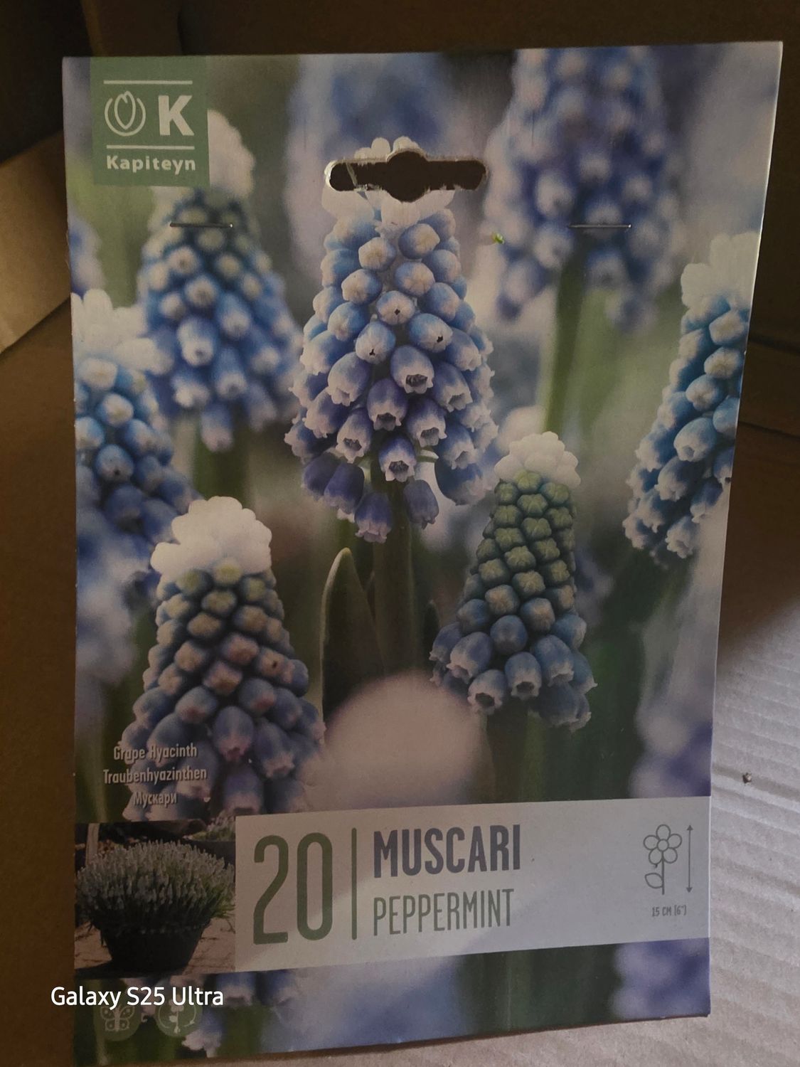 20  Muscari ''Peppermint''