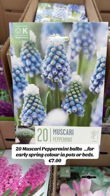 20  Muscari ''Peppermint''