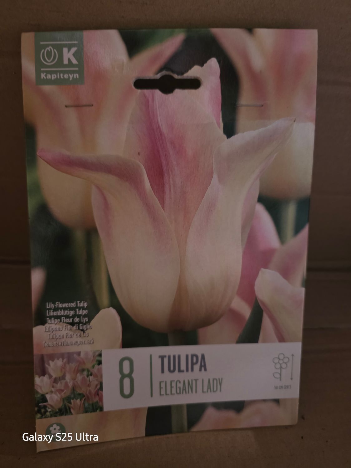 8 Tulips-''Elegant Lady''