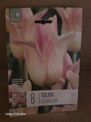 8 Tulips-''Elegant Lady''