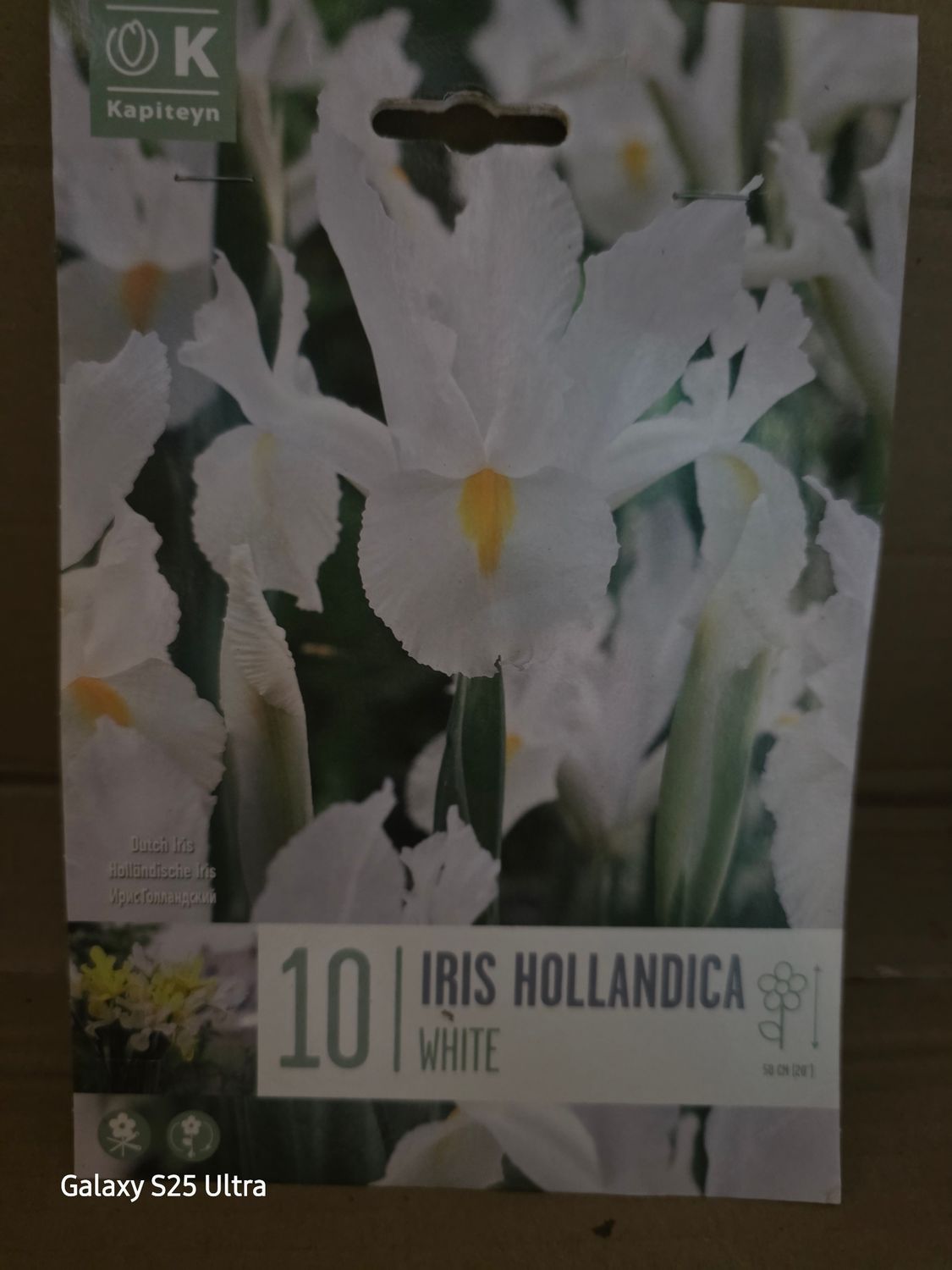 10 Iris Hollandica- White