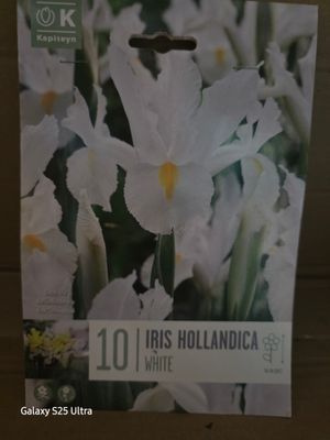 10 Dutch Iris Hollandica- White