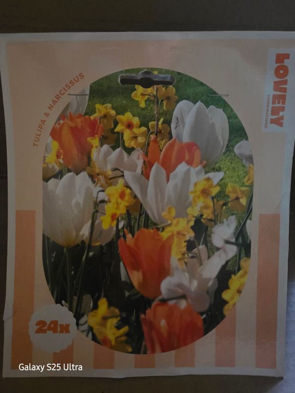 24x Tulip &amp; Narcissus mix Tulips and Daffodils Perfect Mix