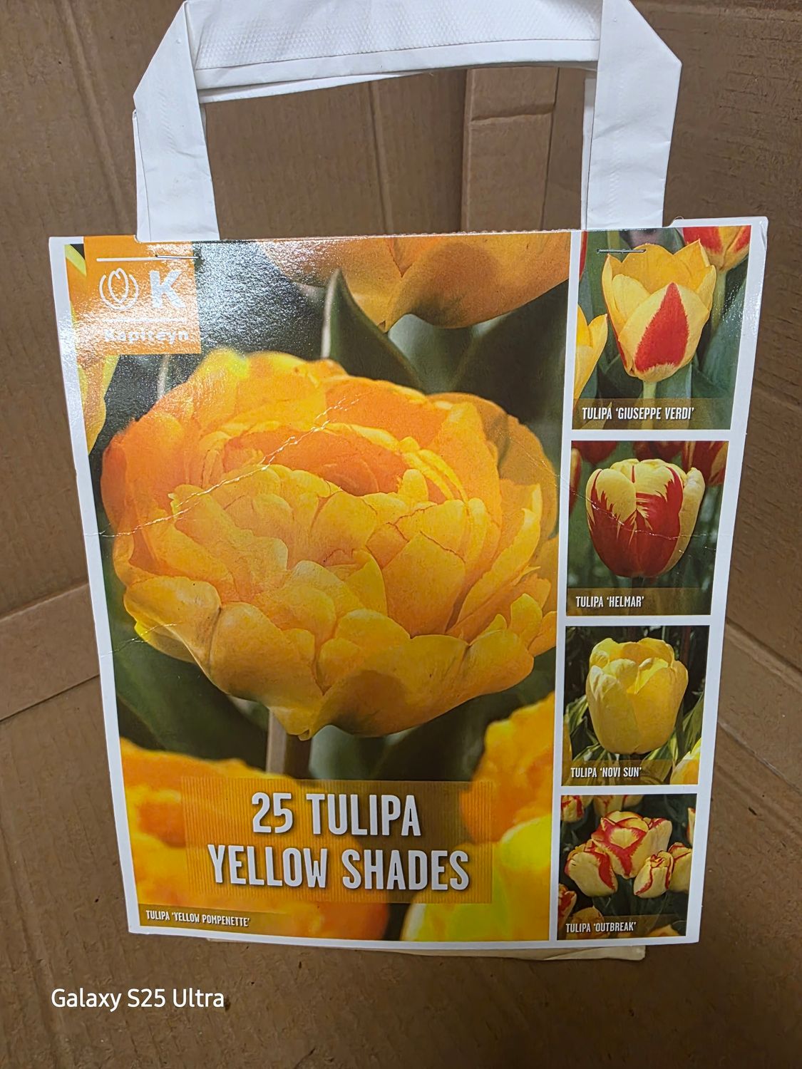 25 Tulip -''Yellow Shades''