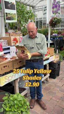 25 Tulip -Yellow Shades mix 5x tulip double late -''Yellow Pompenette'' 5x Tulip triumph ''Outbreak'' 5xTulip darwin hybrid ''Novi Sun'' 5x Tulip triumph ''Helmar'' 5x Tulip kaufmanniana ''Giusepp