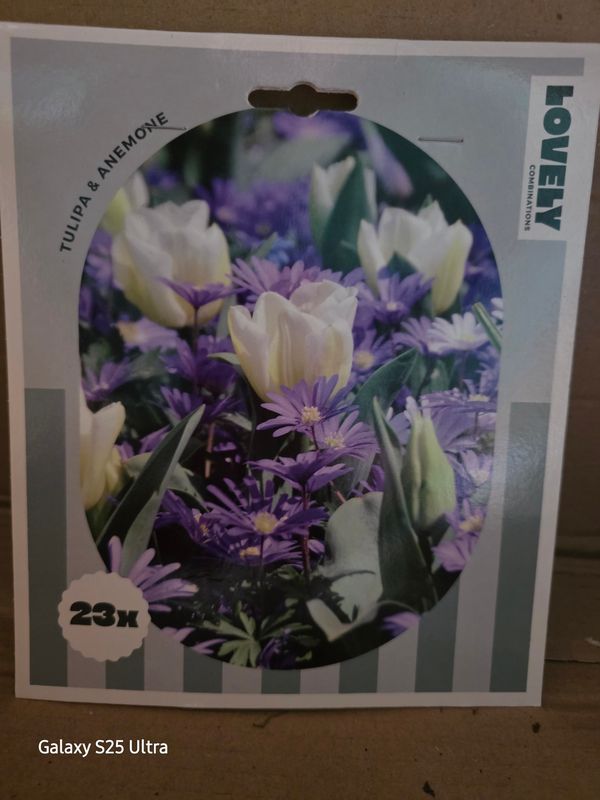 Tulip &amp; Anemone