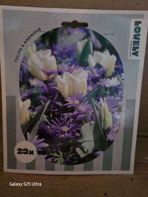 Tulip &amp; Anemone