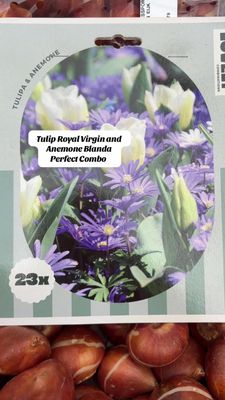 Tulip &amp; Anemone