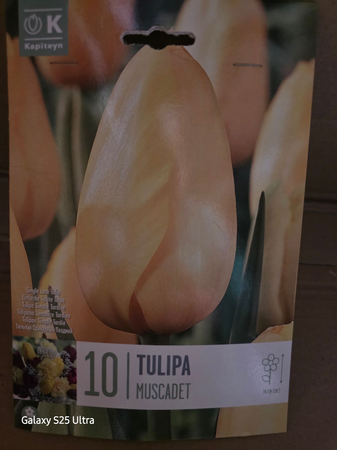 10 Tulips -''Muscadet''