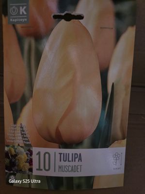 10 Tulips -''Muscadet''
