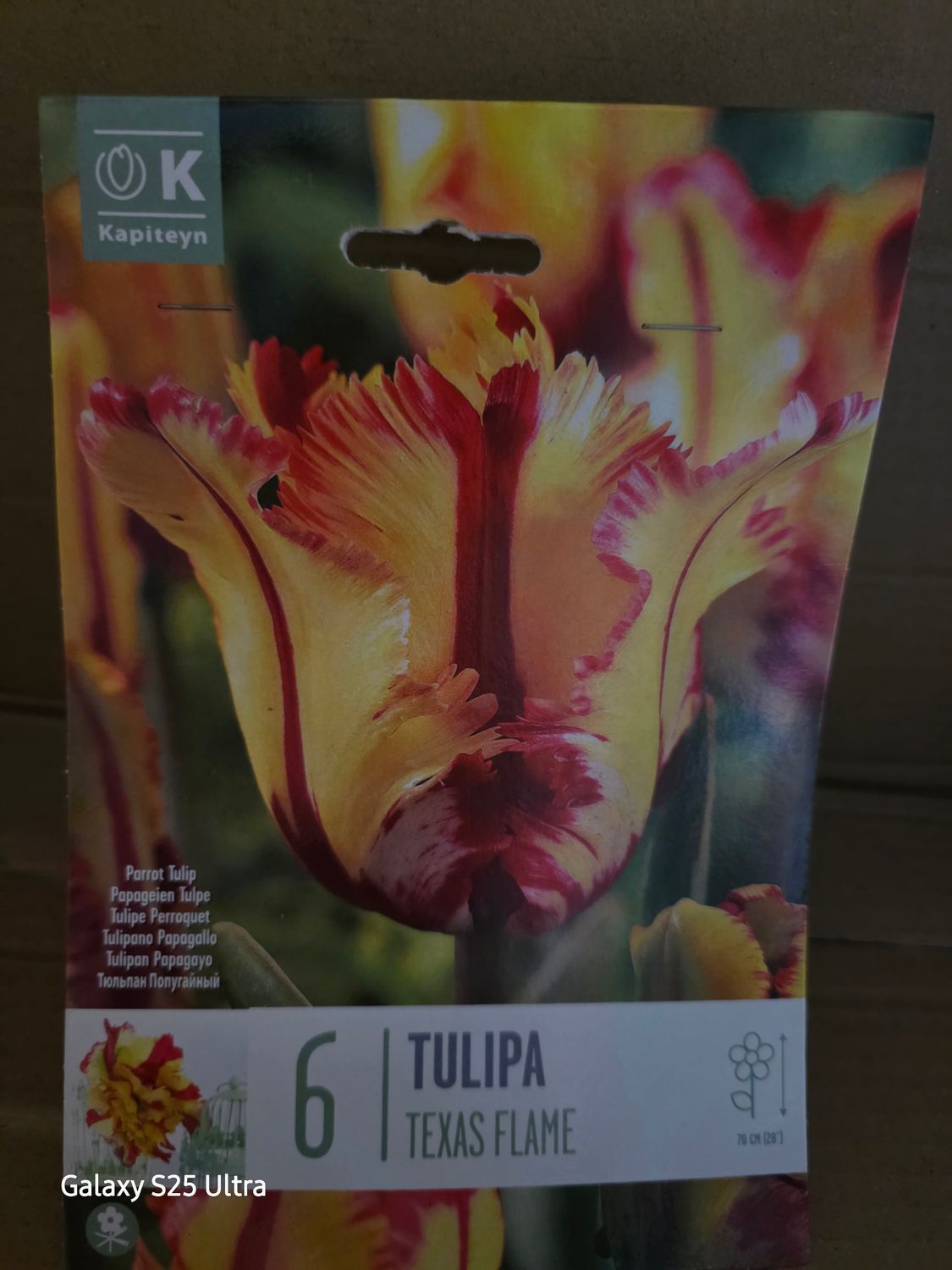 6 Tulip-''Texsas Flame''