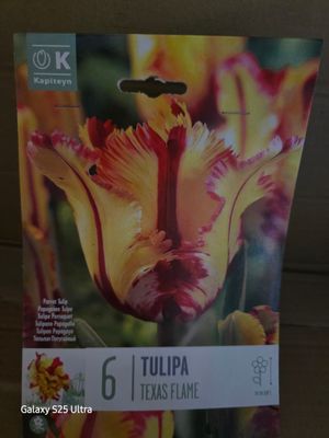 6 Tulip-''Texsas Flame''