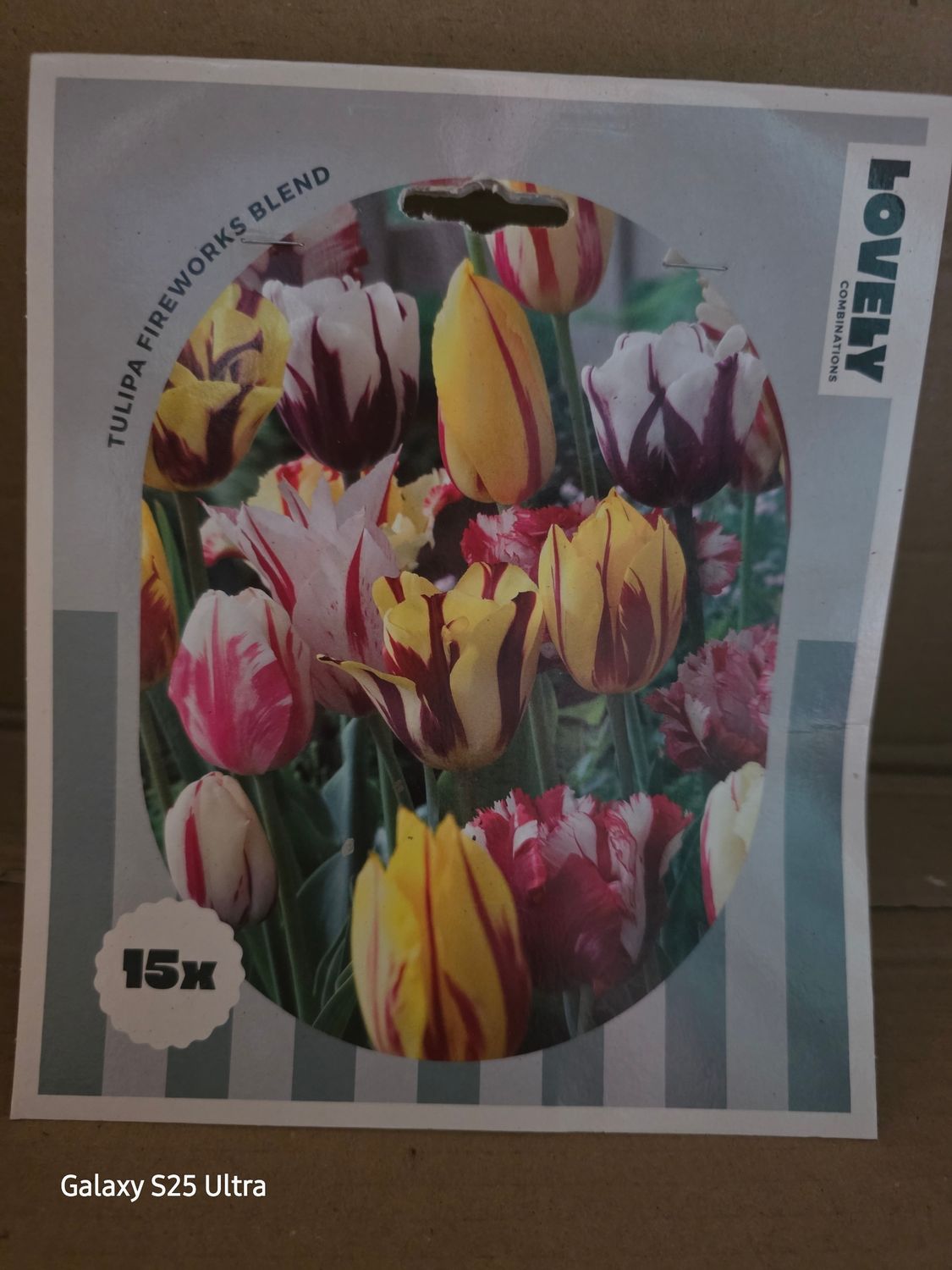15 Tulips 'Fireworks Blend''
