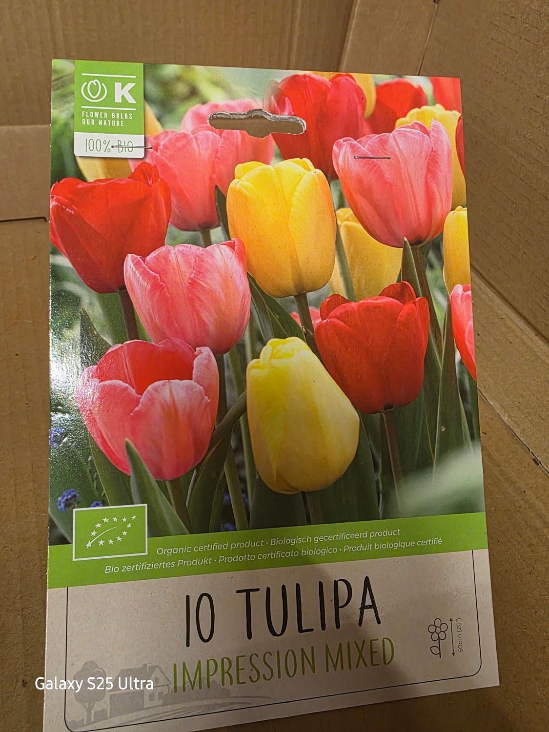 10  Tulip -Impression   Mix