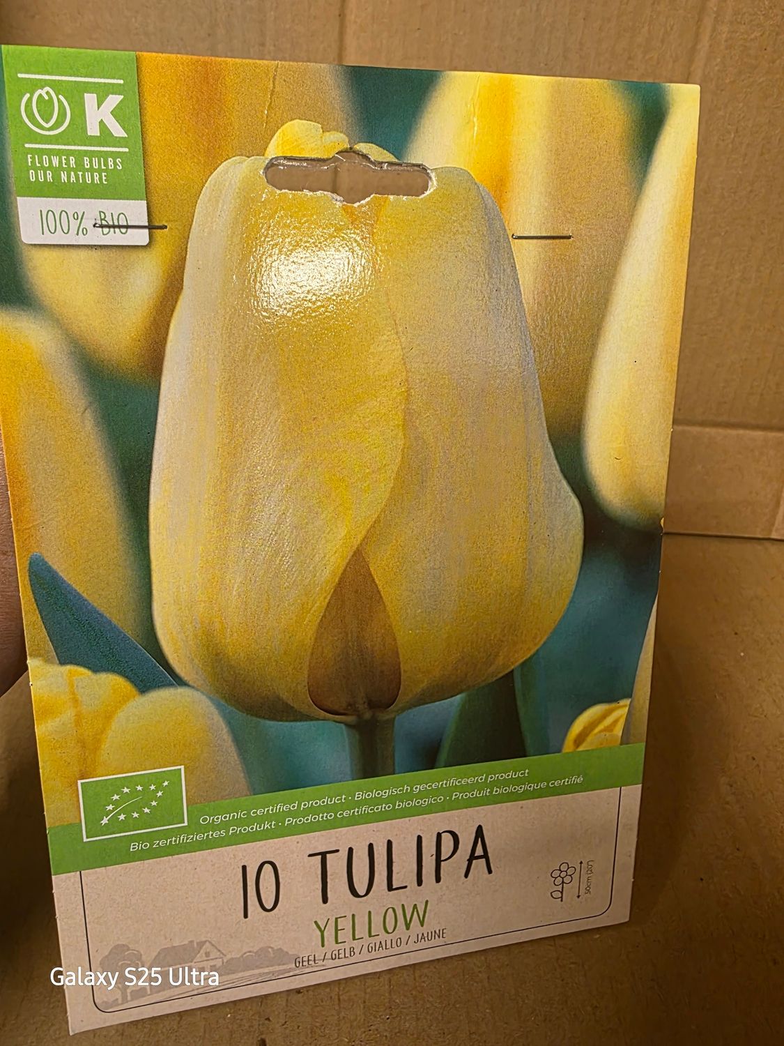 10  Tulip -Yellow