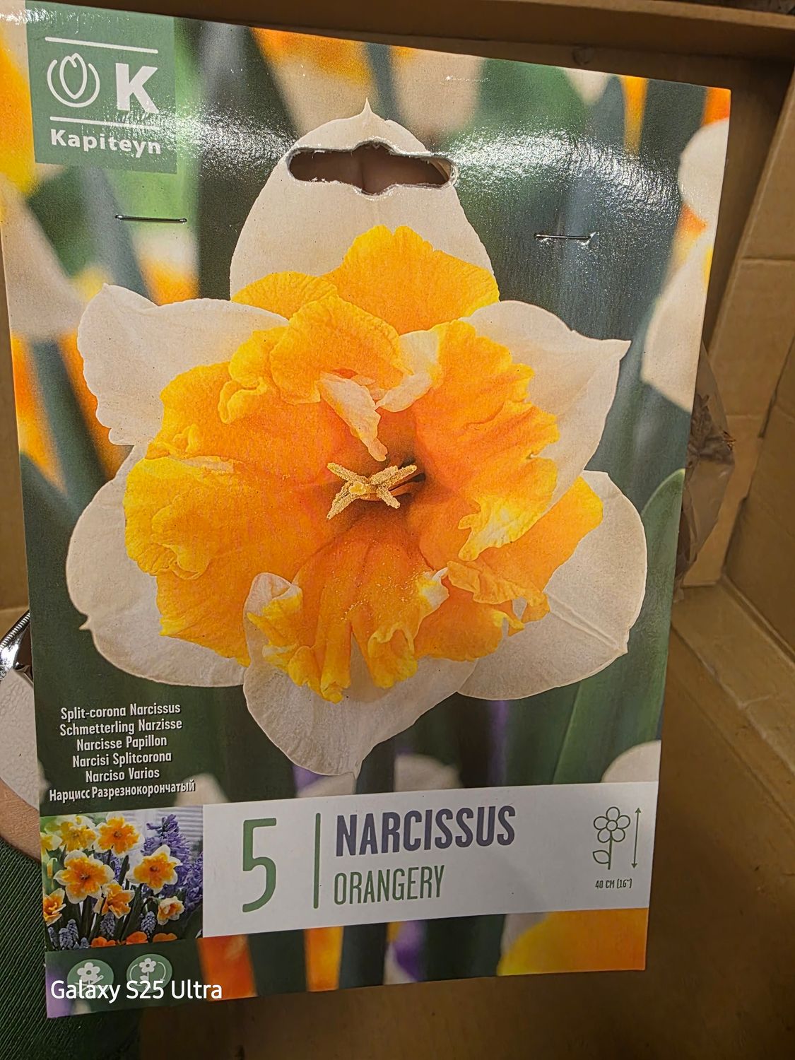 5 Narcissus -''Orangery''