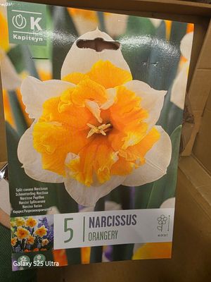 5 Butterfly Daffodils ..Narcissus -''Orangery''