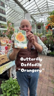5 Butterfly Daffodils ..Narcissus -''Orangery''