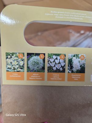 Nectar Flowers -White Collection 40 bulbs