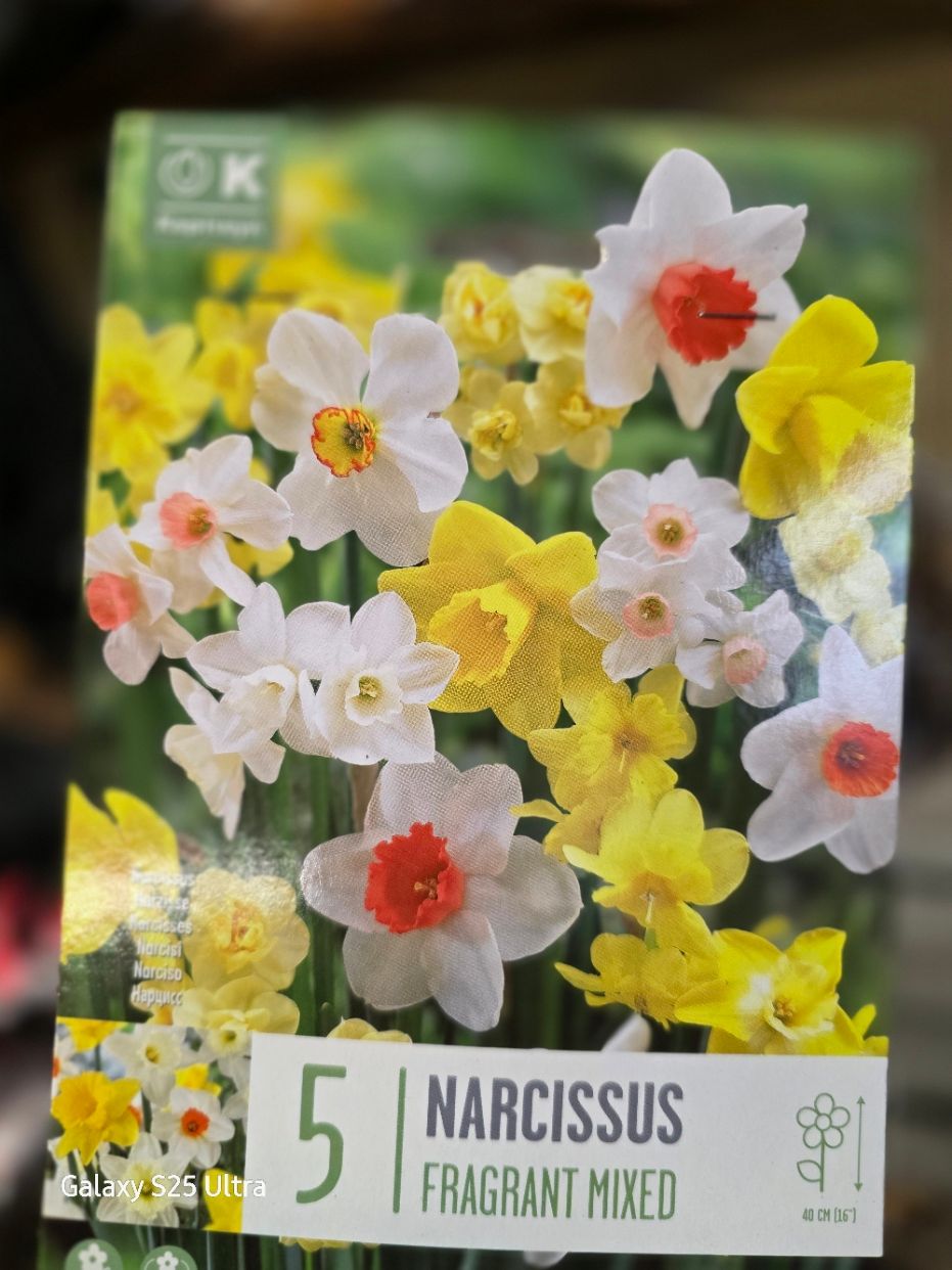 5 Narcissus -Fragrant mix Very fragrant mix for pots and beds